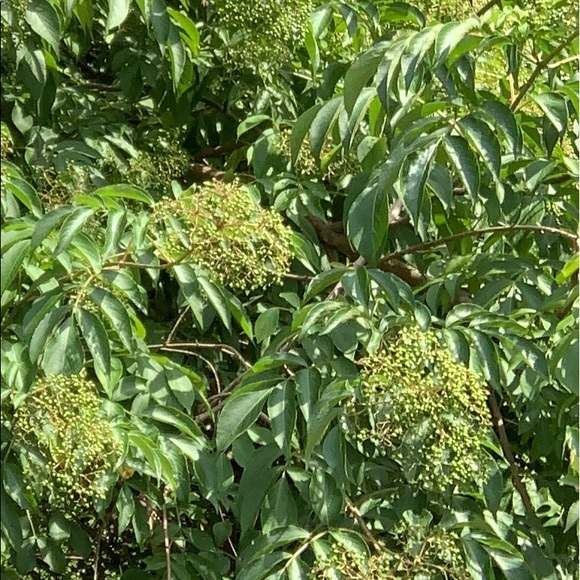 Meet your Posher, Rya - Picture 1 of 1